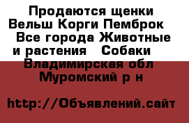 Продаются щенки Вельш Корги Пемброк  - Все города Животные и растения » Собаки   . Владимирская обл.,Муромский р-н